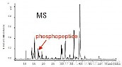 多肽磷酸化位点使用毛细液相柱进行LC 和LC/MS 分析-MS