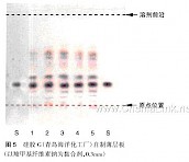 阿胶-不同薄层板薄层色谱图的比较（6）