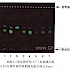 吴茱萸-不同薄层板薄层色谱图的比较（6）
