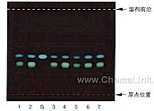 吴茱萸-不同薄层板薄层色谱图的比较（3）