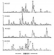 几种24-降-五环三萜（奥利烯、乌散烯、羽扇烷）的质量色谱图