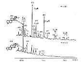 25，28，30-三降藿烷，莫烷和28，30-二降莫烷的质量色谱图