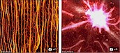 玉米的显微照片类似人体血管系统