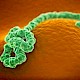 埃博拉病毒疫苗或将进入临床测试阶段