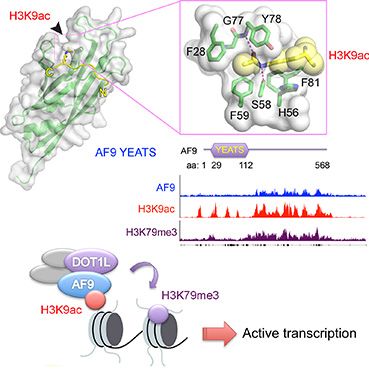AF9 YEATS结构域（绿色）识别H3K9乙酰化多肽（黄色）的复合物结构及AF9-DOT1L互作促进基因转录调控示意图