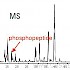 多肽磷酸化位点使用毛细液相柱进行LC 和LC/MS 分析-MS
