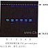 沙棘-不同薄层板薄层色谱图的比较（2）
