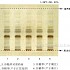 谷精草-不同薄层板薄层色谱图的比较（1）