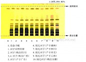 诃子-鉴别1-不同薄层板薄层色谱图的比较（1）