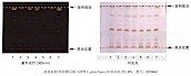 伸筋草-不同薄层板薄层色谱图的比较（3）