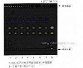 补骨脂-不同薄层板薄层色谱图的比较（1）