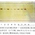 牡丹皮-不同薄层板薄层色谱图的比较(7)