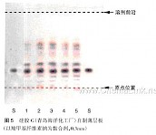 阿胶-不同薄层板薄层色谱图的比较（6）