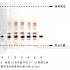 阿胶-不同薄层板薄层色谱图的比较（6）