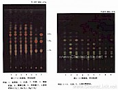人参-薄层色谱