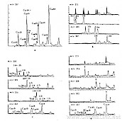 lOa，10β和4β-甲基-lOα重排甾烯及lOa，103和4a-甲基-103-重排螺旋甾烯的质量色谱图