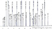 白酒40组分